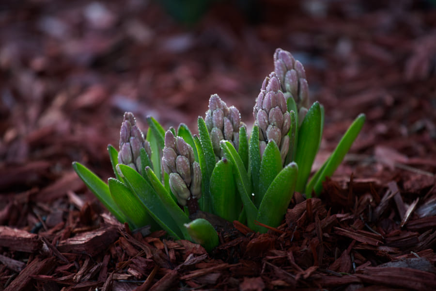 鸿雁不堪愁里听，云山况是客中过